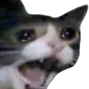 cat-crying sample